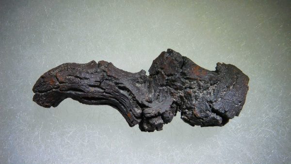 Turtle Coprolite (Poop) Madagascar #1 - Image 3