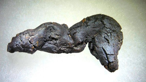 Turtle Coprolite (Poop) Madagascar #2 - Image 2