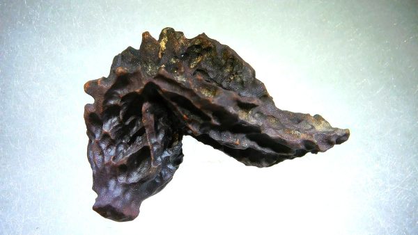 Turtle Coprolite (Poop) Madagascar #20 - Image 3