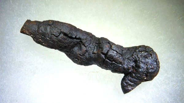 Turtle Coprolite (Poop) Madagascar #21 - Image 3