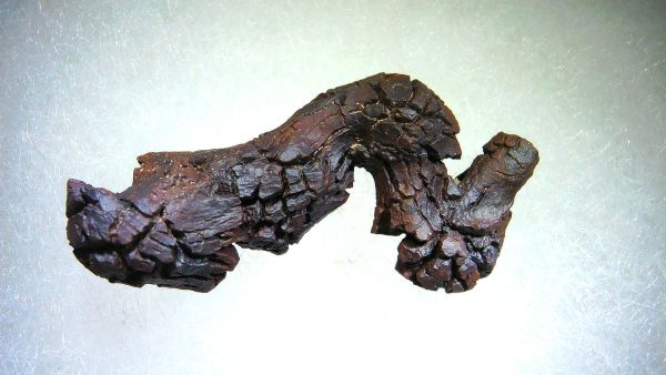 Turtle Coprolite (Poop) Madagascar #22 - Image 2