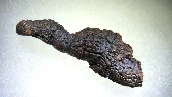 Turtle Coprolite (Poop) Madagascar #23 - Image 2