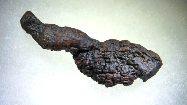 Turtle Coprolite (Poop) Madagascar #23 - Image 3