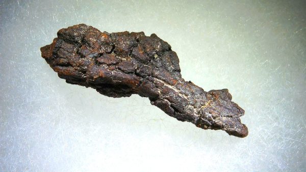 Turtle Coprolite (Poop) Madagascar #24 - Image 2