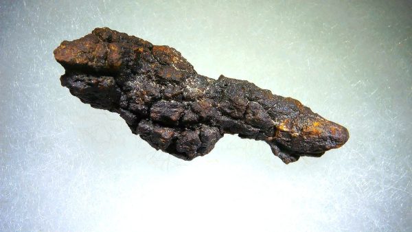 Turtle Coprolite (Poop) Madagascar #24 - Image 3