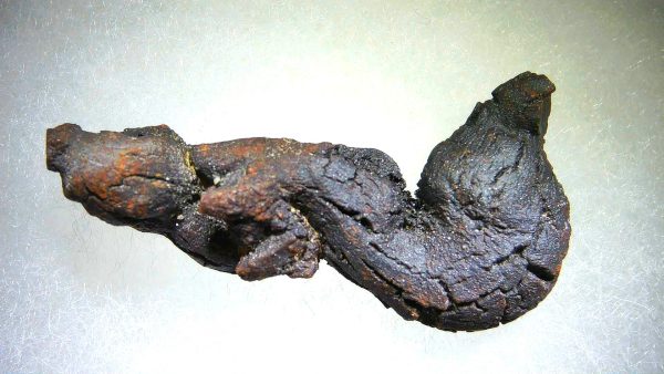 Turtle Coprolite (Poop) Madagascar #2 - Image 3