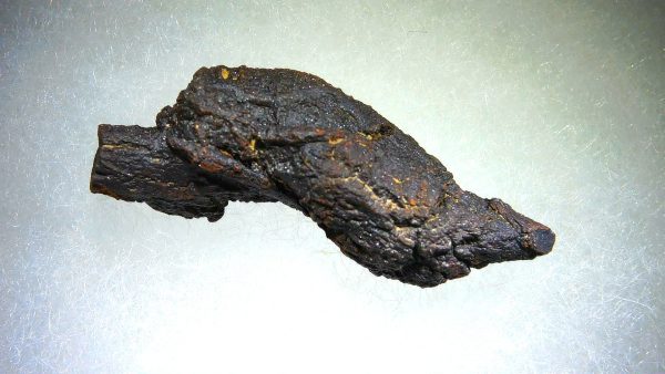 Turtle Coprolite (Poop) Madagascar #4 - Image 2