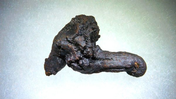 Turtle Coprolite (Poop) Madagascar #5 - Image 2