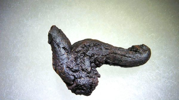 Turtle Coprolite (Poop) Madagascar #5 - Image 3