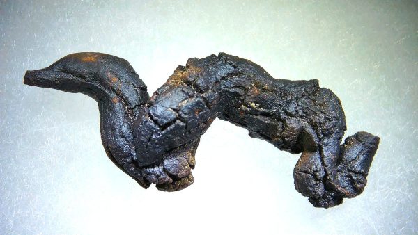 Turtle Coprolite (Poop) Madagascar #6 - Image 2