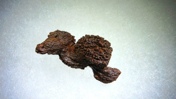 Turtle Coprolite (Poop) Madagascar #8 - Image 2