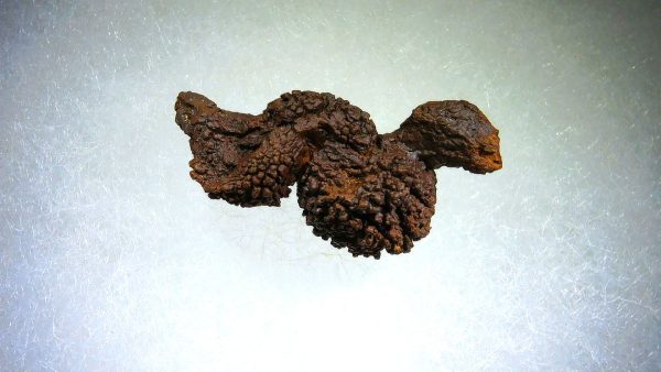 Turtle Coprolite (Poop) Madagascar #8 - Image 3