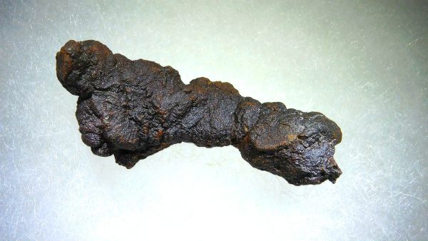 Turtle Coprolite (Poop) Madagascar #9 - Image 2