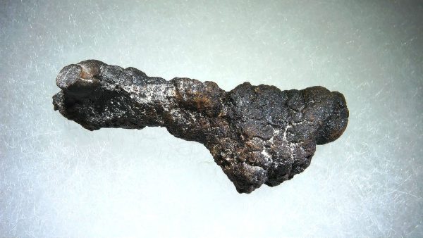 Turtle Coprolite (Poop) Madagascar #9 - Image 3