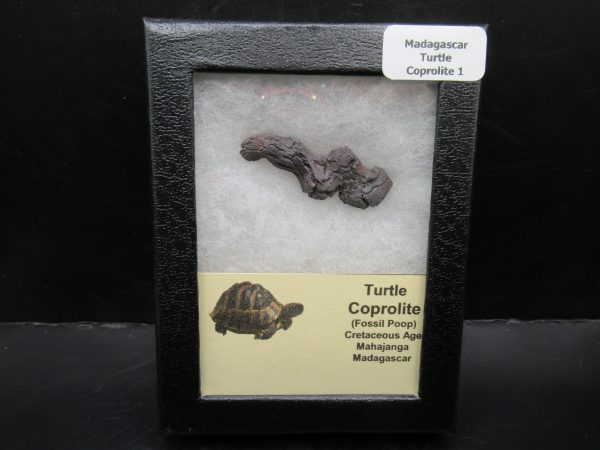 Turtle Coprolite (Poop) Madagascar #1