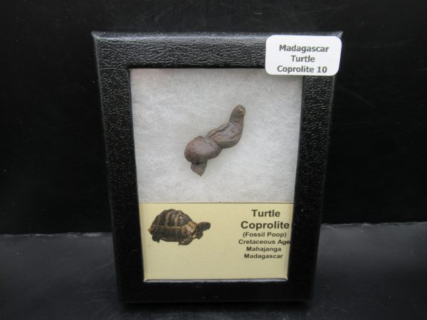 Turtle Coprolite (Poop) Madagascar #10