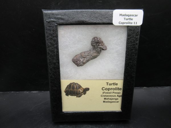 Turtle Coprolite (Poop) Madagascar #11