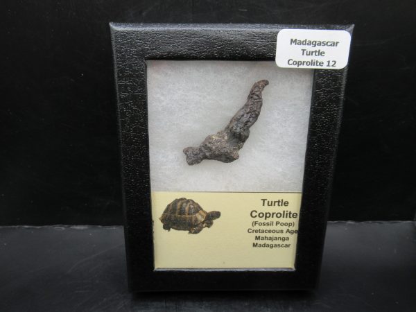 Turtle Coprolite (Poop) Madagascar #12