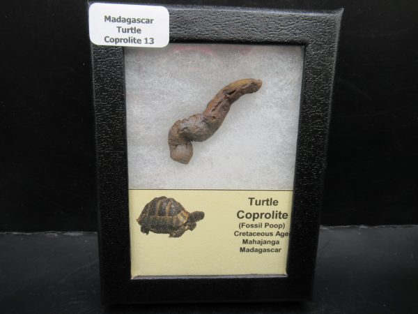 Turtle Coprolite (Poop) Madagascar #13