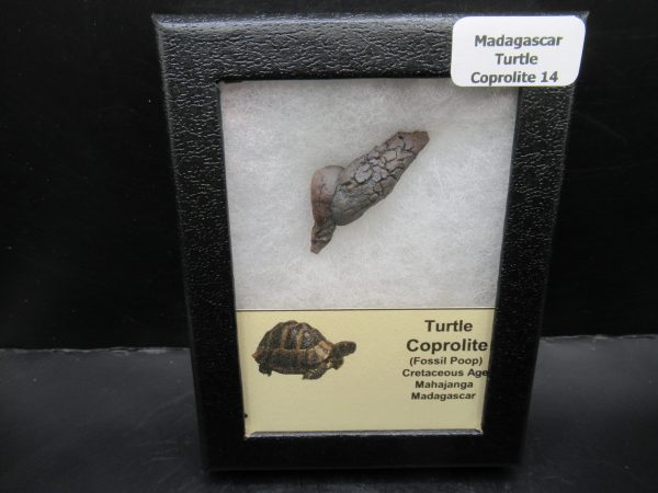 Turtle Coprolite (Poop) Madagascar #14