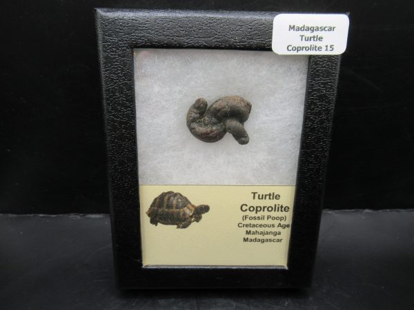 Turtle Coprolite (Poop) Madagascar #15