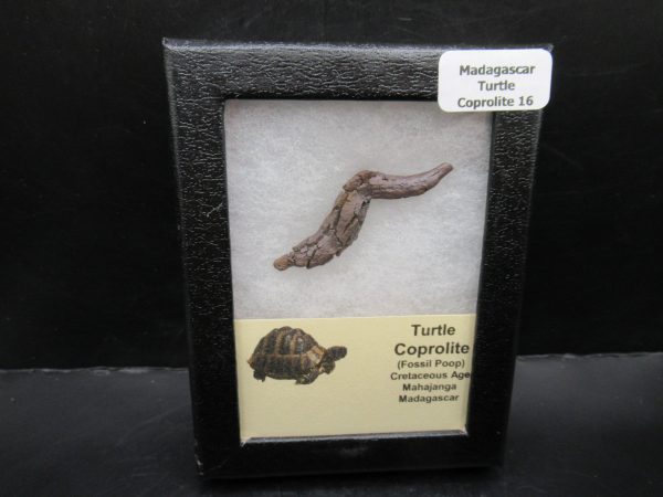 Turtle Coprolite (Poop) Madagascar #16