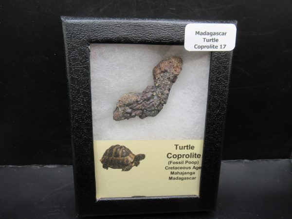 Turtle Coprolite (Poop) Madagascar #17