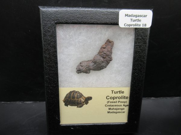 Turtle Coprolite (Poop) Madagascar #18