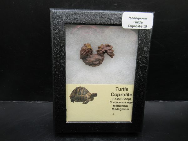 Turtle Coprolite (Poop) Madagascar #19