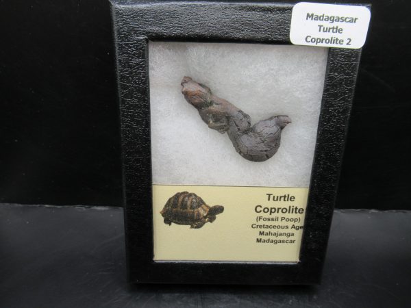 Turtle Coprolite (Poop) Madagascar #2