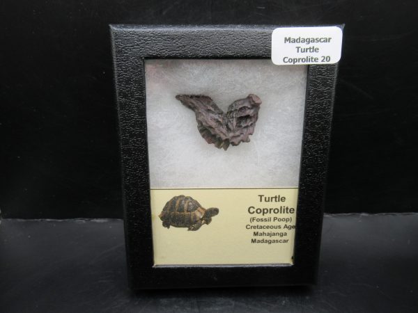 Turtle Coprolite (Poop) Madagascar #20