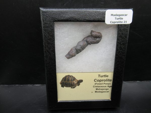 Turtle Coprolite (Poop) Madagascar #21