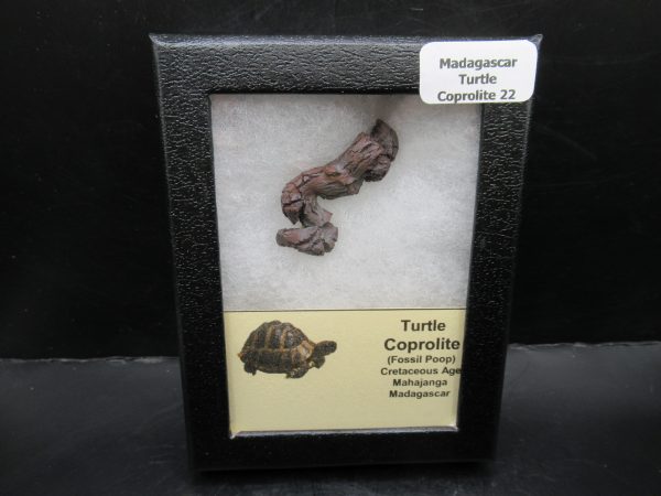 Turtle Coprolite (Poop) Madagascar #22