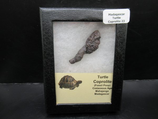 Turtle Coprolite (Poop) Madagascar #23