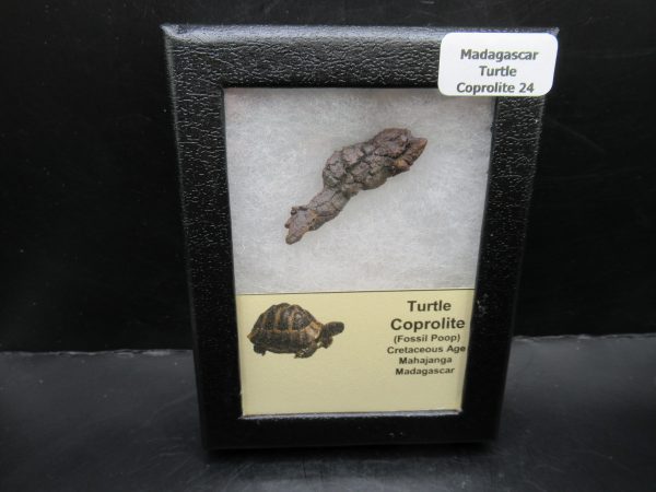 Turtle Coprolite (Poop) Madagascar #24