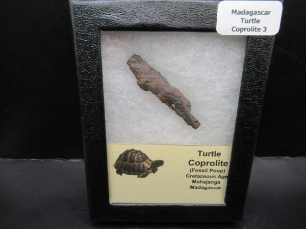 Turtle Coprolite (Poop) Madagascar #3