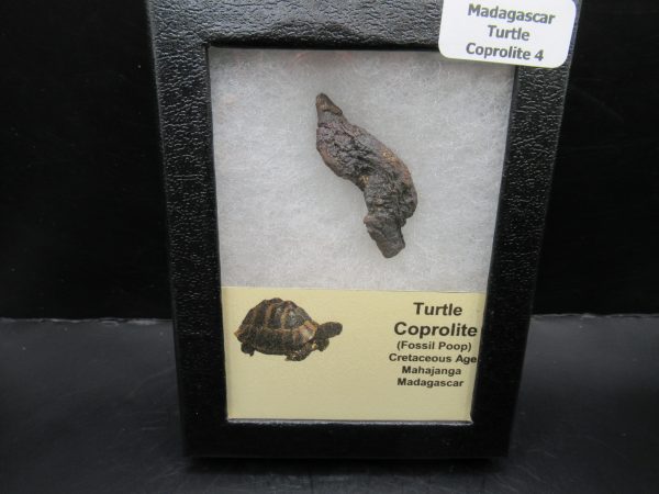 Turtle Coprolite (Poop) Madagascar #4