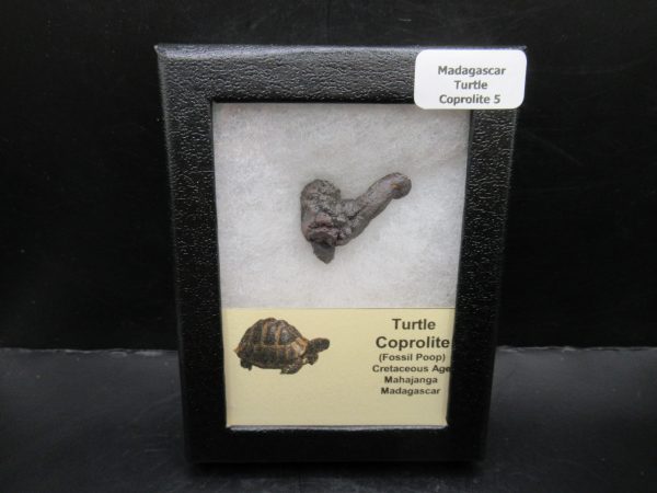 Turtle Coprolite (Poop) Madagascar #5