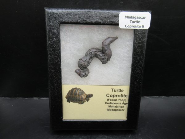 Turtle Coprolite (Poop) Madagascar #6