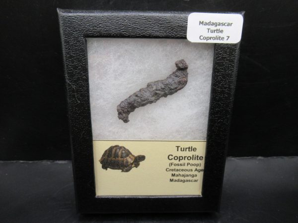 Turtle Coprolite (Poop) Madagascar #7