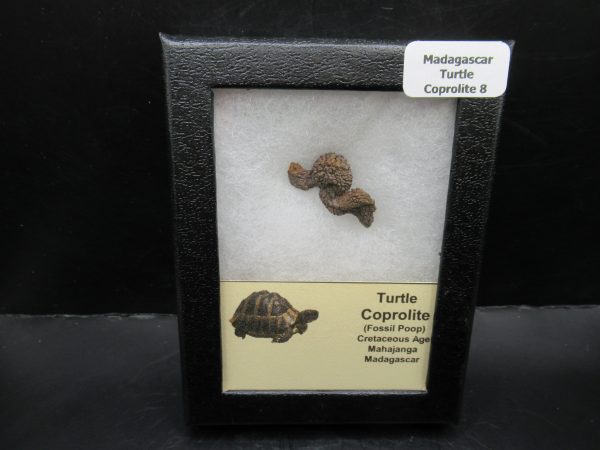 Turtle Coprolite (Poop) Madagascar #8