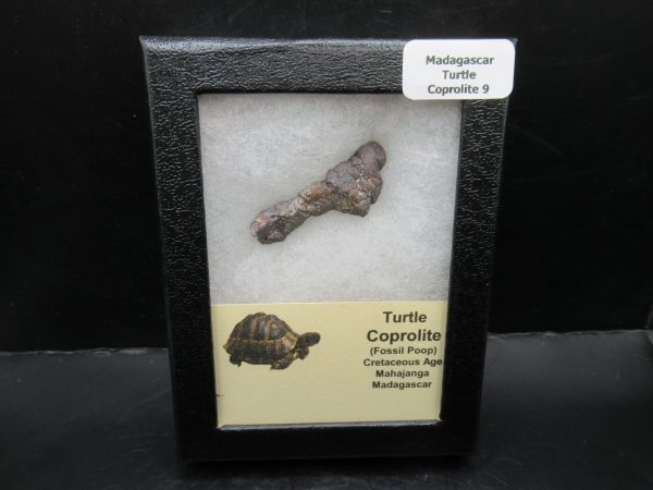 Turtle Coprolite (Poop) Madagascar #9