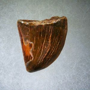 Genuine Cretaceous Age Carcharodontosaurus Dinosaur Tooth Fossil for Sale from Morocco #51