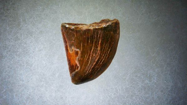 Genuine Cretaceous Age Carcharodontosaurus Dinosaur Tooth Fossil for Sale from Morocco #51