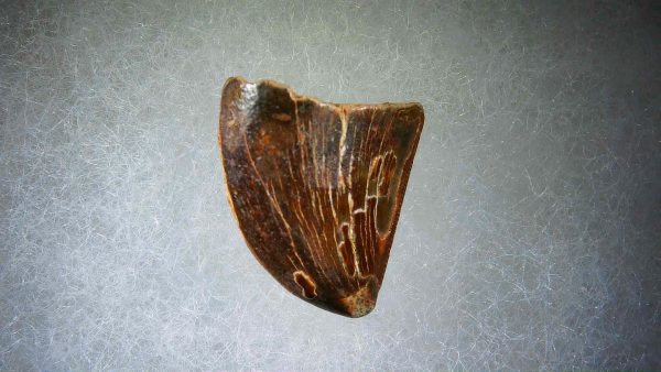 Genuine Cretaceous Age Carcharodontosaurus Dinosaur Tooth Fossil for Sale from Morocco #51a