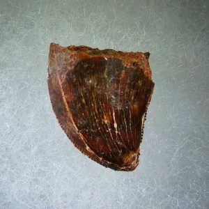 Genuine Cretaceous Age Carcharodontosaurus Dinosaur Tooth Fossil for Sale from Morocco #52