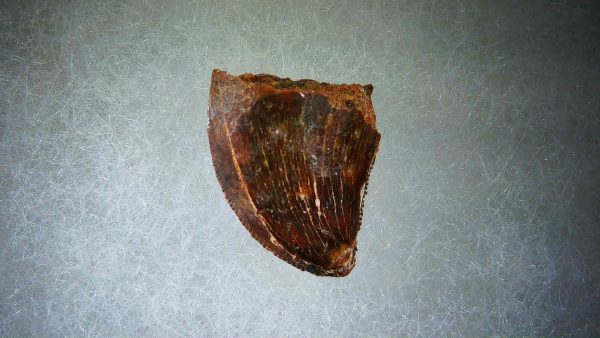 Genuine Cretaceous Age Carcharodontosaurus Dinosaur Tooth Fossil for Sale from Morocco #52