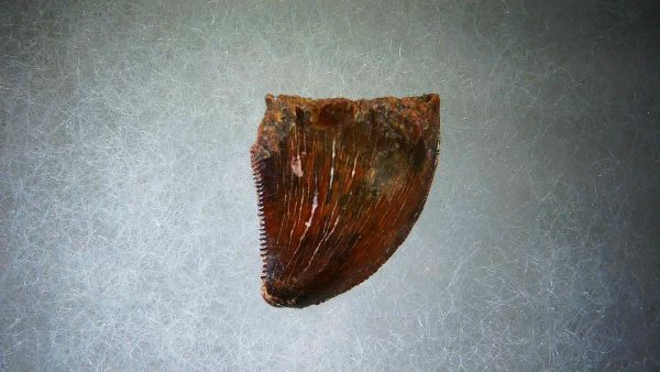 Genuine Cretaceous Age Carcharodontosaurus Dinosaur Tooth Fossil for Sale from Morocco #52a