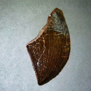 Genuine Cretaceous Age Carcharodontosaurus Dinosaur Tooth Fossil for Sale from Morocco #53