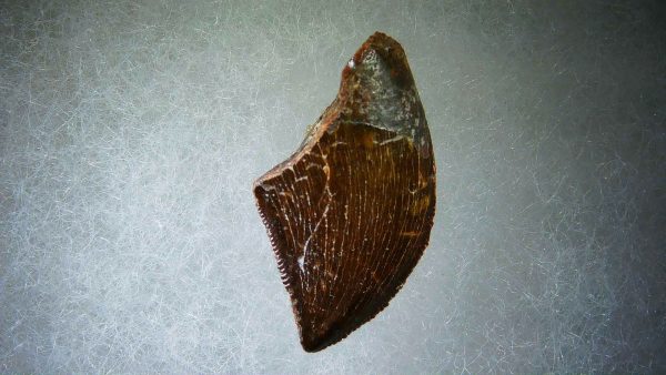 Genuine Cretaceous Age Carcharodontosaurus Dinosaur Tooth Fossil for Sale from Morocco #53